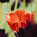 Navigation Tips - A red tulip in a field of black tulips